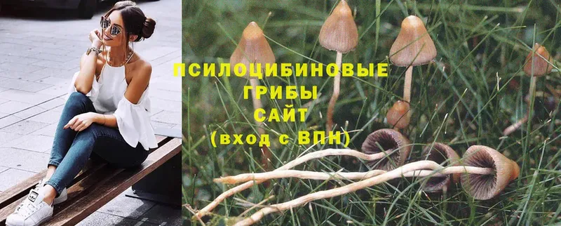 Псилоцибиновые грибы Psilocybe  Выкса 